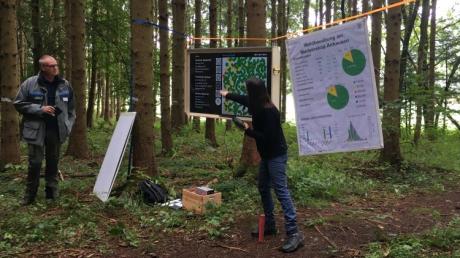 Sarah Fraunhoffer erklärt die Funktionsweise des Marteloskops im Anhauser Wald.