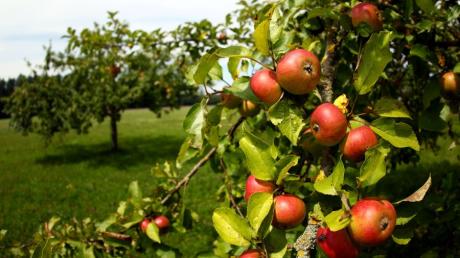 Die Bayerische Staatsregierung fördert den Anbau von Obstbäumen. 
