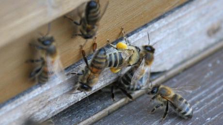 In Burgau haben Unbekannte ein Bienenhaus beschädigt. 