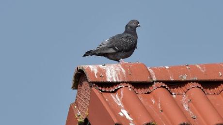 In Eurasburg vermehren sich die Tauben rasant. Was kann man dagegen tun? 