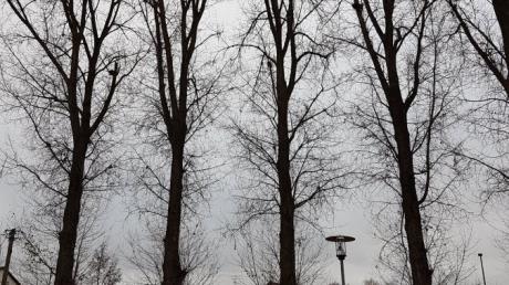 Diese 60 bis 70 Jahre alten Bäume sollen weg: Anwohner hatten sich immer wieder beschwert, die Stadt zieht Konsequenzen.
