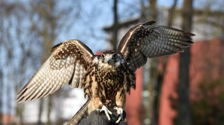 Die Dillinger Polizei ermittelt im Fall eines toten Falken (Symbolfoto). Der getötete Vogel wurde am Freitagnachmittag um 16.45 Uhr in einem Garten im Bissinger Ortsteil Leiheim entdeckt. 