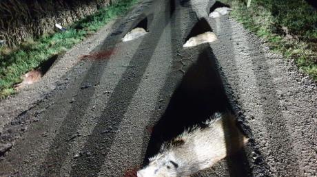 Gleich fünf tote Wildschweine lagen nach einem Unfall nahe Marbach auf der Straße. Der an dem Unglück beteiligte Fahrer unterließ es, die Polizei zu informieren.