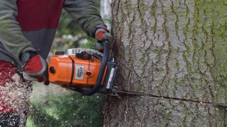 Unbekannte fällen illegal Bäume im Bayerischen Staatsforst. Die Polizei sucht nach Zeugen.