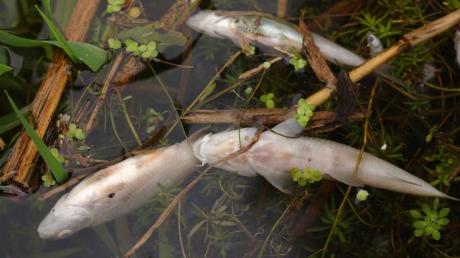 In der Nähe von Buchdorf wurden in einem abgeschlossenen Gewässer tote Fische gefunden. Die Ursache ist bislang unklar.