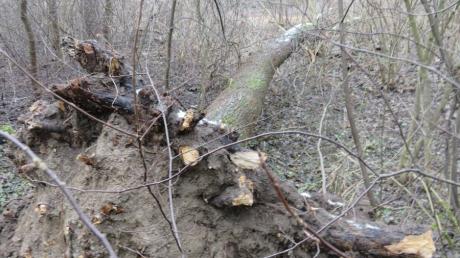 Wegen des Eschentriebsterbens müssen in Elchingen Bäume gefällt werden. Deshalb gibt es Sperrungen.
