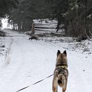 Ein Hundebesitzer, der mit seinem Husky unterwegs war, hat das Stauden-Känguru bei Mickhausen entdeckt.