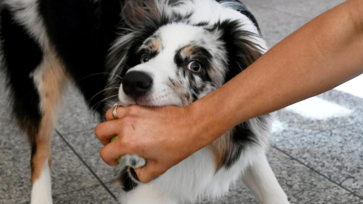 #Neu-Ulm: Freilaufender Hund beißt Jogger: Peta fordert Hundeführerschein