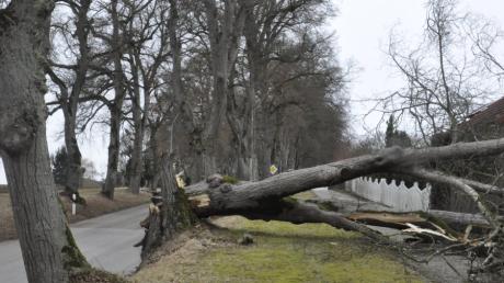 Ein Baum einer Allee in Kaisheim hielt dem Sturm nicht stand.