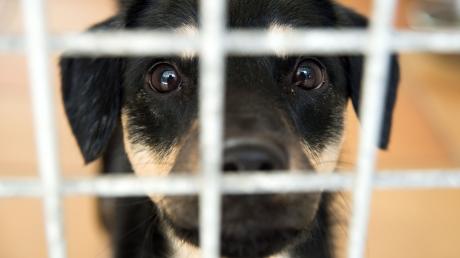 Eine 47-Jährige aus dem nördlichen Landkreis Aichach-Friedberg fand sich auf der Anklagebank des Aichacher Amtsgerichtes wieder. Sie hatte illegal Hunde aus Rumänien vermittelt.