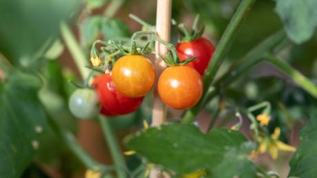 Wer auf der Suche nach Tomatenpflanzen ist, der ist beim Pflanzenmarkt in Oberroth an der richtigen Stelle. Aber auch andere Gemüsesorten, Blumen und Stauden gibt es. 