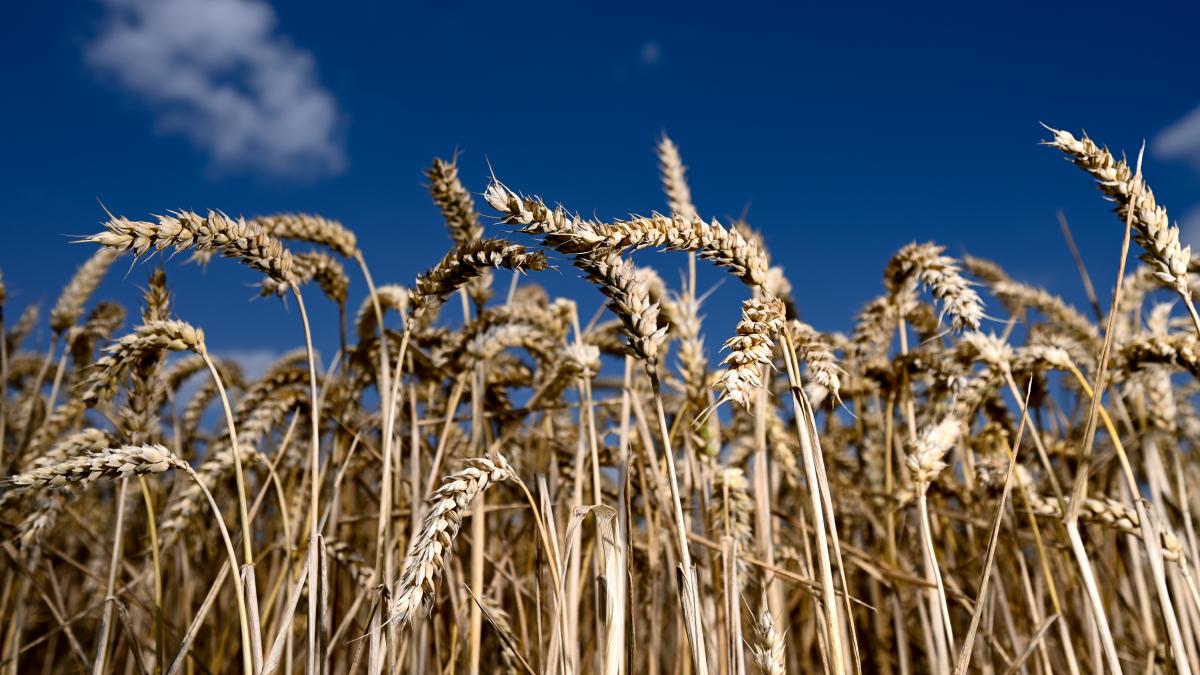 #Krieg in der Ukraine: Bauernpräsident: Versorgung mit Getreide ist 2022 gesichert