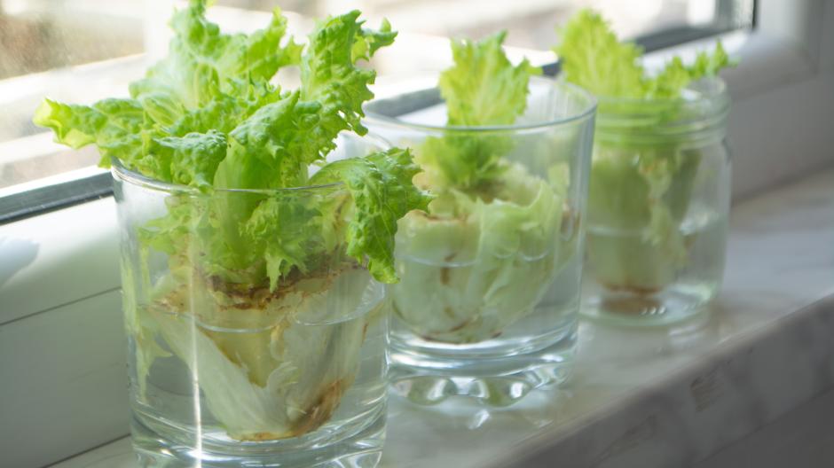 Lettuce plants do well on relatively cool, south-facing windows.