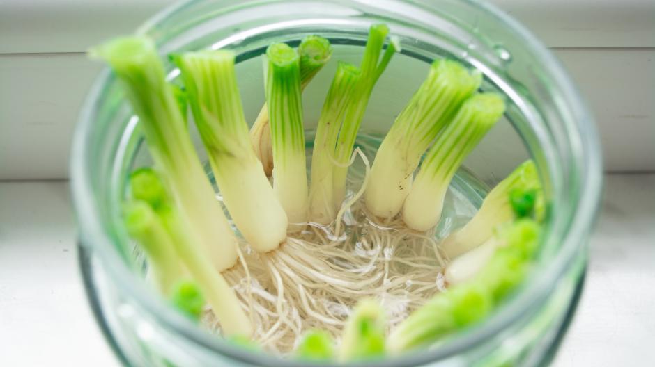 You can drive away leeks quickly: after four days, the stem begins to grow, after a week you can plant the plant.