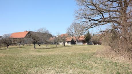 Der Gemeinderat hat beim Bebauungsplan "Am Hirtenbach" entschieden, dass die Obstbäume  größtenteils erhalten bleiben sollen, auch die alte Eiche rechts im Bild.