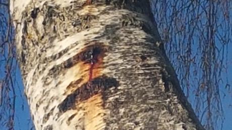 Der rote Baumsaft einer der Birken bei Todtenweis ist deutlich sichtbar.
