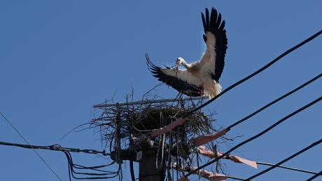 Der Storch beim Nestbau in Margertshausen. Seinen Lieblingsplatz will er einfach nicht hergeben. 