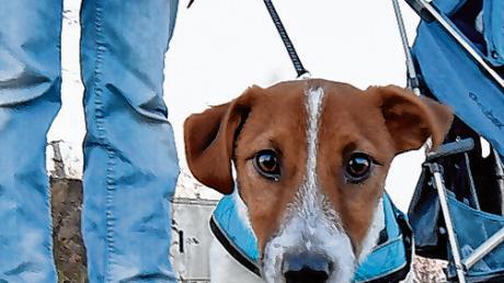 In Todtenweis wird die Hundesteuer angehoben. Bislang zahlen Herrchen und Frauchen für ihre Tiere lediglich 20 Euro jährlich.