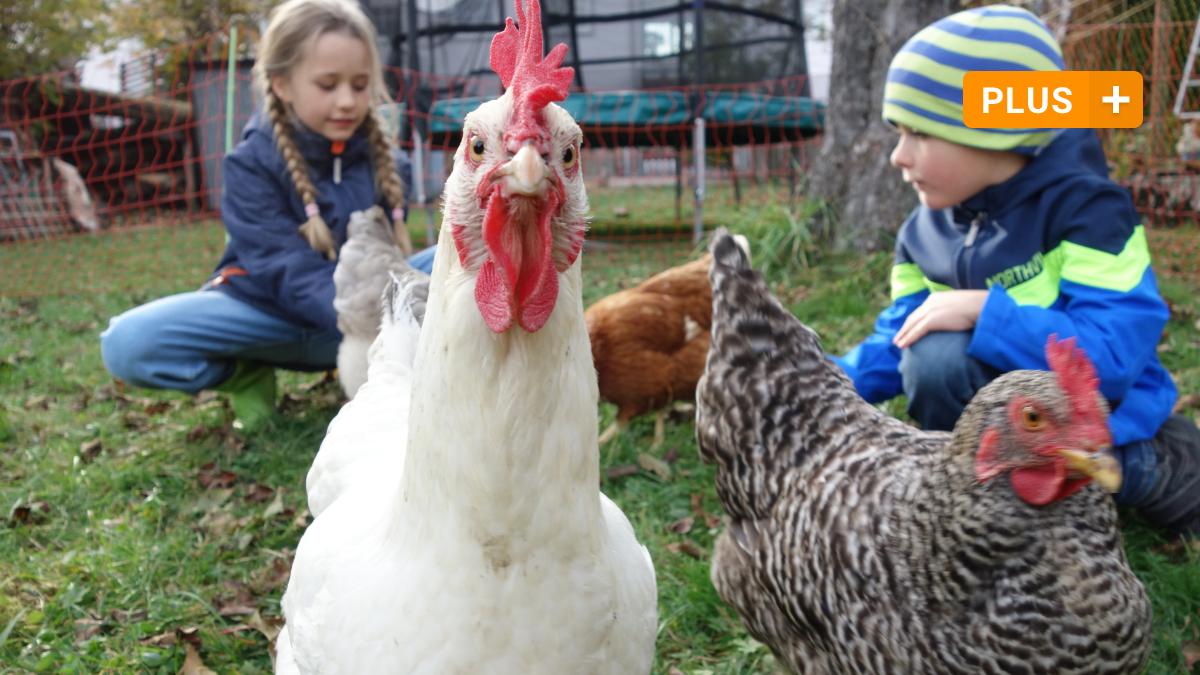 #Landleben: Warum unsere Autorin ihre Hühner nicht mehr hergeben will
