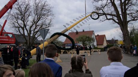 Mithilfe eines Krans stellte der Katholische Burschenverein Merching am Samstag den Maibaum auf.
