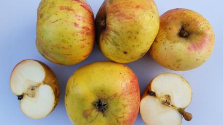 Ein Kennzeichen für Jakob-Lebel-Äpfel ist der oft knopfige Stiel.