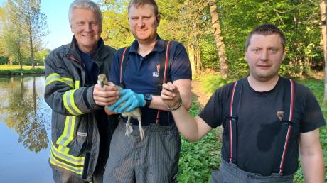 Tierische Rettungsaktion der Feuerwehr Stadtbergen am Weiher: Philipp Steckermeier, Martin Rusch und Sebastian Rusch befreiten das Graugansküken von der Angelschnur.
