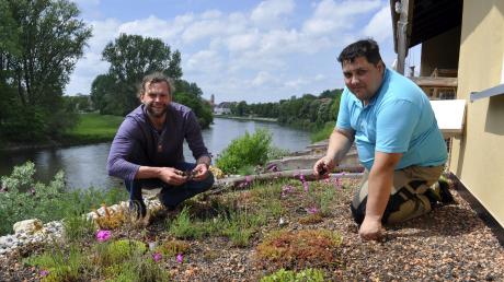 Michael Öhlhorn (links) und Michael Näpfle kümmern sich um die Pflanzen auf dem Dach des Danubio Donau-Resoriums.