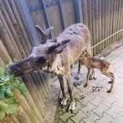 Das wird die Besucher des Augsburger Zoos freuen: Kommende Woche dürfen Rentier Rana samt Baby Ronja ins Außengehege. 