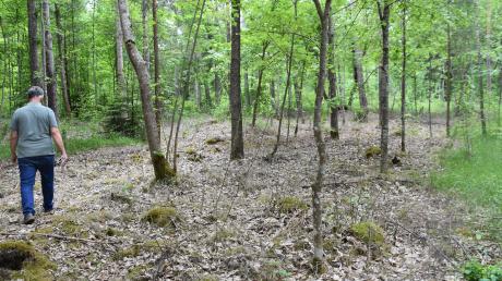 Grau und tot ist der Waldboden in einem Waldstück bei Oberndorf. Dort hat ein Waldbesitzer rund 100 Pflanzen der geschützten Orchideenart Frauenschuh vernichtet.
