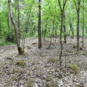 Grau und tot ist der Waldboden in einem Waldstück bei Oberndorf. Dort hat ein Waldbesitzer rund 100 Pflanzen der geschützten Orchideenart Frauenschuh vernichtet.