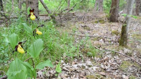 Nur einzelne Exemplare des Frauenschuhs sind im Waldstück nahe Oberndorf stehengeblieben. Ein Waldbesitzer hat rund 100 Pflanzen mit Glyphosat vernichtet. 
