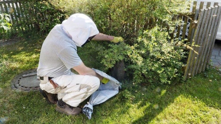 Breeding bees are captured by an experienced beekeeper.