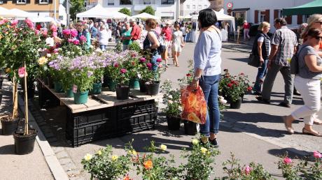 Am Samstag fand zum 15. Mal der Jettinger Rosentag statt. Zahlreiche Besucherinnen und Besucher genossen es, wieder rund um dem Marktplatz entlang der Stände zu flanieren.
