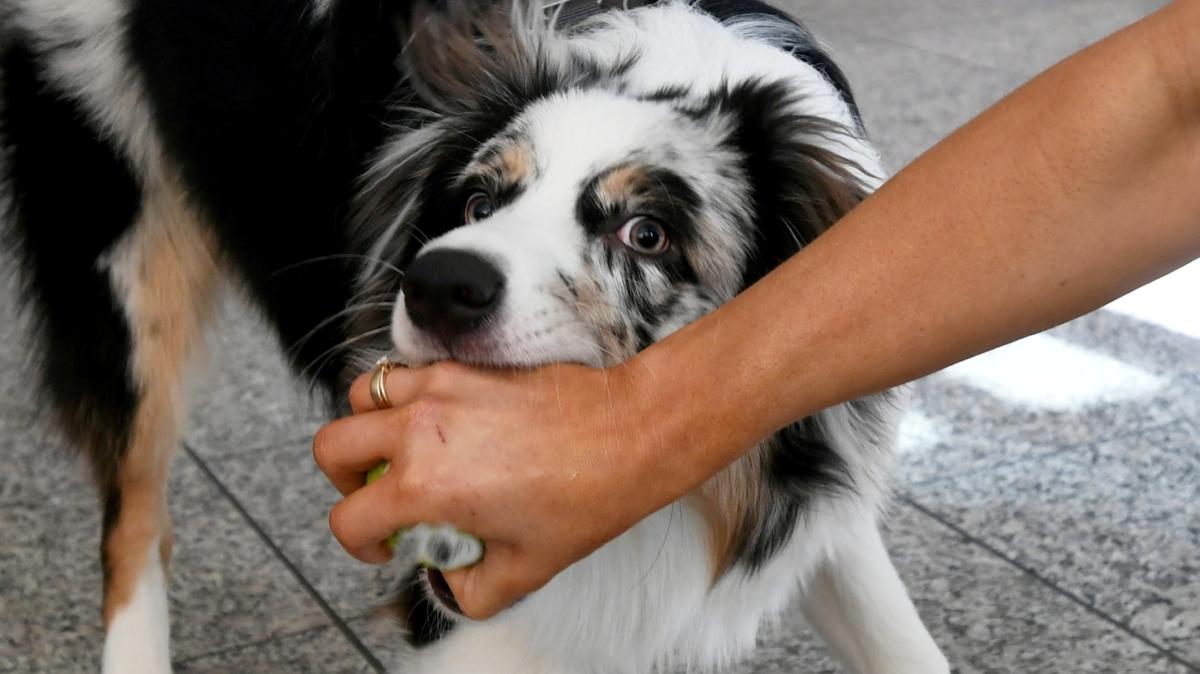 #Pfaffenhausen: Hund greift Mutter und Kind an und beißt mehrfach zu
