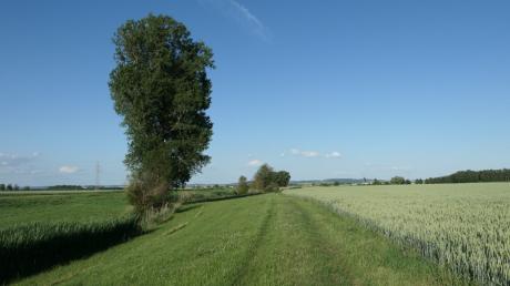 Einen zwei Hektar großer Bereich entlang des Riedgrabens mit seiner markanten Pappel an der Flurgrenze zu Reimlingen will die Gemeinde
Möttingen ökologisch aufwerten.