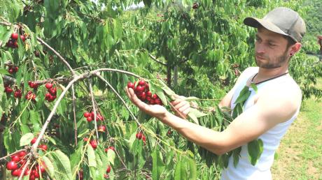 Letzte Kontrolle von Junglandwirt Matthias Lachenmayr in seiner Süßkirschenplantage in Rehling-Unterach; die leuchtend roten und zuckersüßen Früchte haben nun die volle Reife und können von Selbstpflückern geerntet werden.