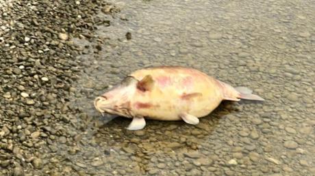 Tote Fische wurden am Mandichosee bei Merching gefunden.