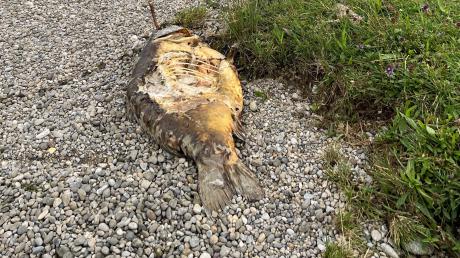 Am Mandichosee wurden tote Fische gefunden. Noch wird nach der Ursache gesucht.
