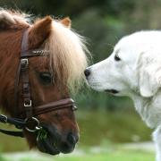 Zwei Tierhalter aus dem Aichacher Land müssen ihre Hunde von ihren Ponys trennen. Das hat das Verwaltungsgericht Augsburg bestätigt. 