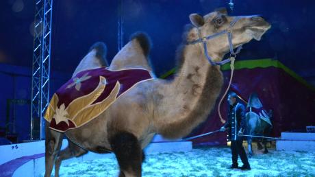 Die mongolischen Steppenkamele Achmed und Ivan waren bei der Premiere des Zirkus Renz in Jettingen-Scheppach die Stars auf vier Beinen.