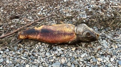 Spaziergänger haben am Montag wieder tote Karpfen am Mandichosee gefunden.