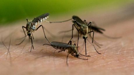 Ebenso wie das vergangene Jahr ist auch 2022 bislang kein Jahr, in dem Stechmücken am Ammersee lästig werden.