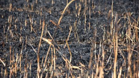Bei Ellighofen ist am Mittwochnachmittag ein Feld in Brand geraten.