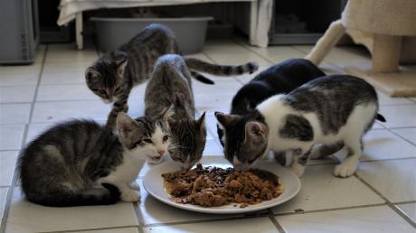 Im Tierheim Hamlar befinden sich zurzeit etwa 110 Katzen, die gefüttert werden müssen.