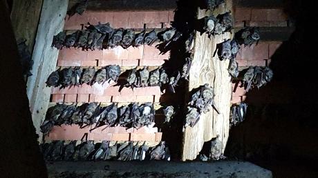 Blick in den Dachstuhl der Kirche St. Vitus in Huisheim: Dort hängen in diesem Jahr fast 700 Fledermäuse der Art Großes Mausohr im Gebälk. Die Kolonie ist deutlich gewachsen.