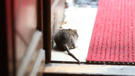 Bei der Gemeindeverwaltung in Kellmünz sind Hinweise über ein vermehrtes Aufkommen von Ratten eingegangen. Nun wird ermittelt, wo der Befall am schlimmsten ist. 