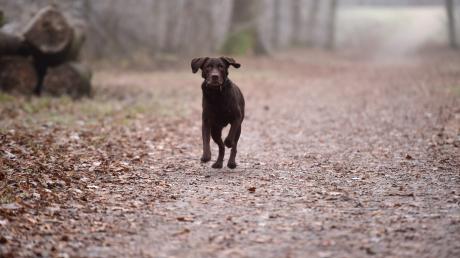 Freilaufende Hunde sind für den Waldkindergarten in Haunstetten regelmäßig ein Problem.