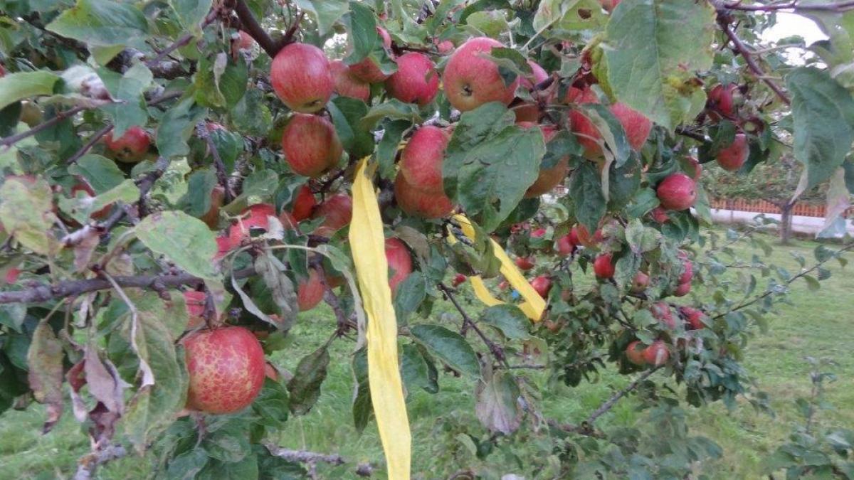#Landkreis Donau-Ries: An diesen Obstbäumen im Landkreis Donau-Ries darf gratis geerntet werden