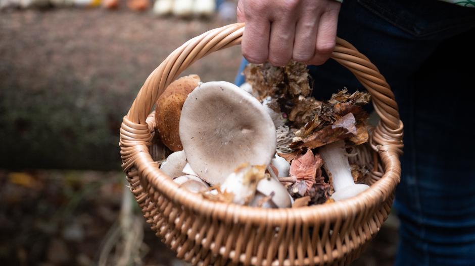 Sind wirklich alle Pilze essbar, die im Wald gesammelt wurden?