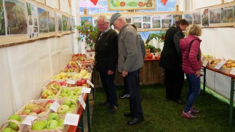 Lebhaftes Interesse fand beim Jubiläumsfest des Obst- und Gartenbauvereins Neuhausen-Holzheim die eindrucksvolle Apfelausstellung.